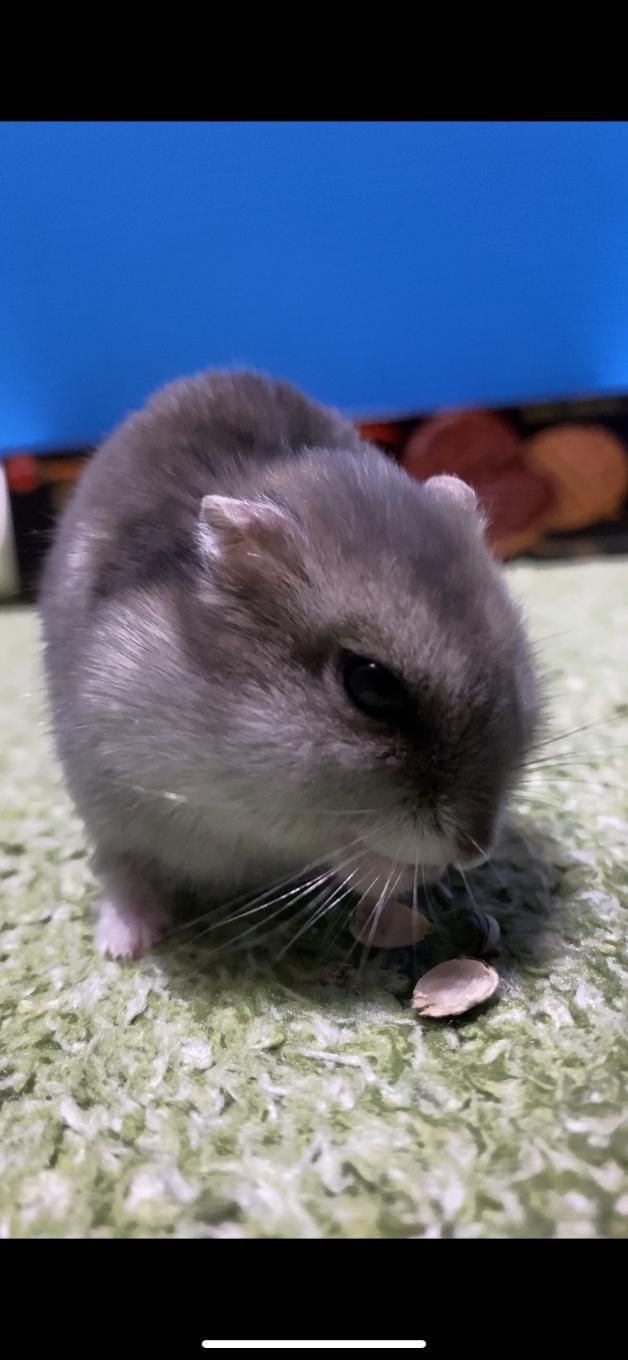 ポジレコチーム